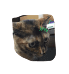 サビ猫の呟き（個別スタンプ：5）