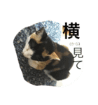 みぃちゃんです（個別スタンプ：10）