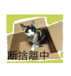 みぃちゃんです（個別スタンプ：12）