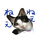 みぃちゃんです（個別スタンプ：15）