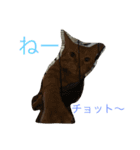 可愛い愛する愛犬と猫（個別スタンプ：1）