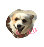 可愛い愛する愛犬と猫（個別スタンプ：2）