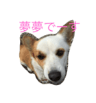 可愛い愛する愛犬と猫（個別スタンプ：3）