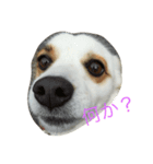 可愛い愛する愛犬と猫（個別スタンプ：5）