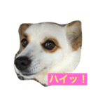 可愛い愛する愛犬と猫（個別スタンプ：7）