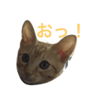 可愛い愛する愛犬と猫（個別スタンプ：8）