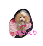 トイプードルルちゃん223（個別スタンプ：6）