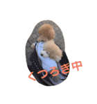 トイプードルルちゃん223（個別スタンプ：8）