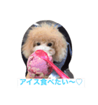 トイプードルルちゃん223（個別スタンプ：10）