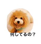 トイプードルルちゃん223（個別スタンプ：12）