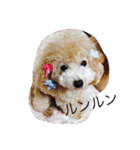 トイプードルルちゃん223（個別スタンプ：15）