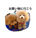 トイプードルルちゃん223（個別スタンプ：16）