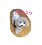トイプードルルちゃん223（個別スタンプ：17）