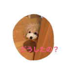 トイプードルルちゃん223（個別スタンプ：20）