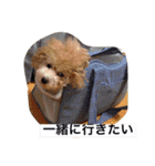 トイプードルルちゃん223（個別スタンプ：21）