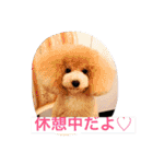 トイプードルルちゃん223（個別スタンプ：22）