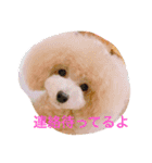 トイプードルルちゃん223（個別スタンプ：24）