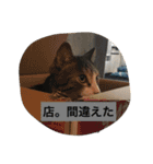 ねこニャンズ 4（個別スタンプ：20）