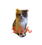 ウランちゃん2（個別スタンプ：7）