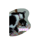 ニャンコ挨拶言葉（個別スタンプ：4）