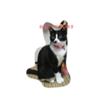 ニャンコ挨拶言葉（個別スタンプ：8）