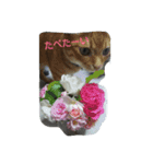 ニャンコ挨拶言葉（個別スタンプ：15）