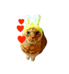 オスの家猫（個別スタンプ：1）