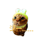 オスの家猫（個別スタンプ：5）