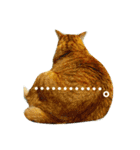 オスの家猫（個別スタンプ：6）