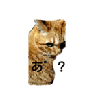 オスの家猫（個別スタンプ：7）