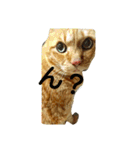 オスの家猫（個別スタンプ：8）