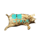 オスの家猫（個別スタンプ：10）