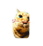 オスの家猫（個別スタンプ：13）