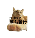 オスの家猫（個別スタンプ：14）
