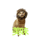 オスの家猫（個別スタンプ：15）