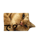 オスの家猫（個別スタンプ：16）