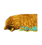 オスの家猫（個別スタンプ：17）