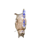 オスの家猫（個別スタンプ：18）