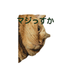 オスの家猫（個別スタンプ：19）
