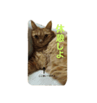 オスの家猫（個別スタンプ：20）