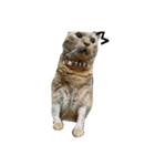 オスの家猫（個別スタンプ：22）
