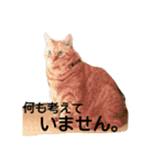 オスの家猫（個別スタンプ：23）