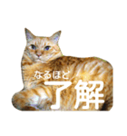 オスの家猫（個別スタンプ：24）