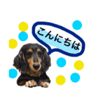 ダックス みなみの毎日ことば（個別スタンプ：2）