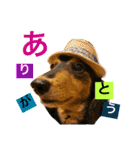 ダックス みなみの毎日ことば（個別スタンプ：7）