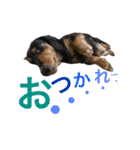 ダックス みなみの毎日ことば（個別スタンプ：9）