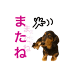 ダックス みなみの毎日ことば（個別スタンプ：13）