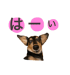 ダックス みなみの毎日ことば（個別スタンプ：15）