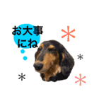 ダックス みなみの毎日ことば（個別スタンプ：16）