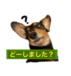 ダックス みなみの毎日ことば（個別スタンプ：19）